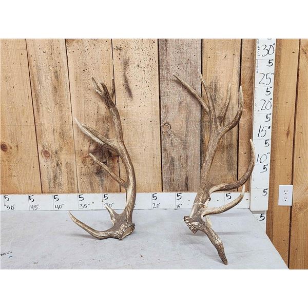 Set Of Elk / Red Stag Cross Shed Antlers