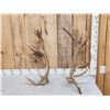 Image 1 : Set Of Elk / Red Stag Cross Shed Antlers