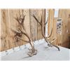 Image 2 : Set Of Elk / Red Stag Cross Shed Antlers