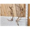 Image 3 : Set Of Elk / Red Stag Cross Shed Antlers