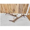 Image 4 : Set Of Elk / Red Stag Cross Shed Antlers