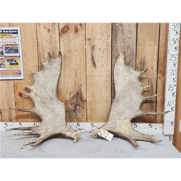 Set Of 23.3 Lbs Moose Shed Antlers