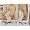 Image 1 : Set Of 23.3 Lbs Moose Shed Antlers