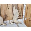 Image 2 : Set Of 23.3 Lbs Moose Shed Antlers