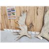 Image 3 : Set Of 23.3 Lbs Moose Shed Antlers