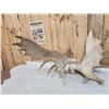 Image 4 : Set Of 23.3 Lbs Moose Shed Antlers