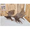 Image 5 : Set Of 23.3 Lbs Moose Shed Antlers