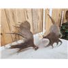 Image 6 : Set Of 23.3 Lbs Moose Shed Antlers