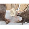Image 7 : Set Of 23.3 Lbs Moose Shed Antlers