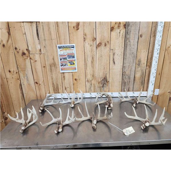22.5 Lbs Of Whitetail Shed Antlers