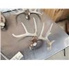 Image 2 : 22.5 Lbs Of Whitetail Shed Antlers