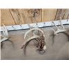 Image 4 : 22.5 Lbs Of Whitetail Shed Antlers