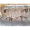 Image 5 : 22.5 Lbs Of Whitetail Shed Antlers