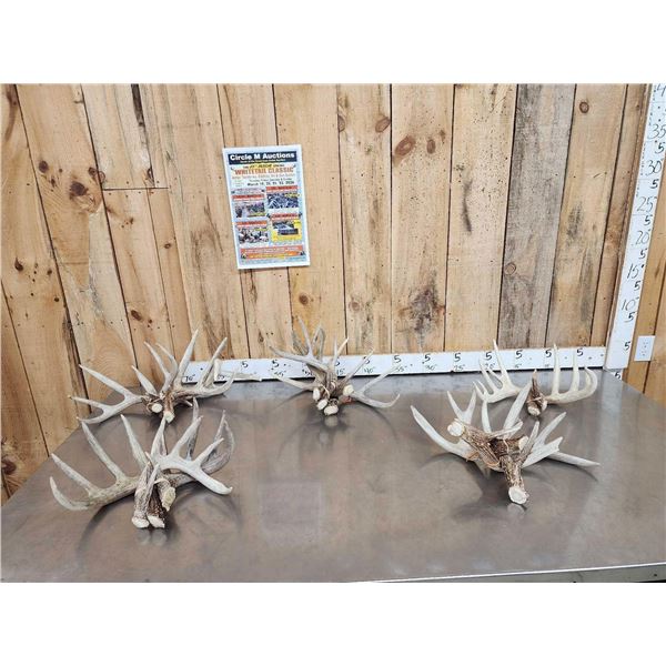 19.4 Lbs Of Whitetail Shed Antlers