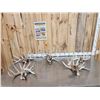 Image 1 : 19.4 Lbs Of Whitetail Shed Antlers