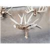 Image 2 : 19.4 Lbs Of Whitetail Shed Antlers