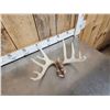 Image 3 : 19.4 Lbs Of Whitetail Shed Antlers