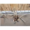 Image 4 : 19.4 Lbs Of Whitetail Shed Antlers
