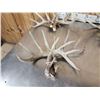 Image 5 : 19.4 Lbs Of Whitetail Shed Antlers
