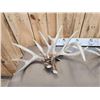Image 6 : 19.4 Lbs Of Whitetail Shed Antlers