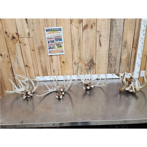 22 Lbs Of Whitetail Shed Antlers