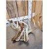 Image 2 : 22 Lbs Of Whitetail Shed Antlers