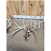 Image 4 : 22 Lbs Of Whitetail Shed Antlers
