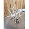 Image 5 : 22 Lbs Of Whitetail Shed Antlers