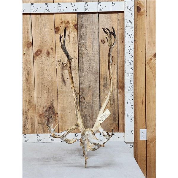 Caribou Antlers On Skull Plate
