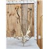 Image 1 : Caribou Antlers On Skull Plate