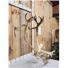 Image 2 : Caribou Antlers On Skull Plate