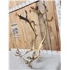 Image 3 : Caribou Antlers On Skull Plate