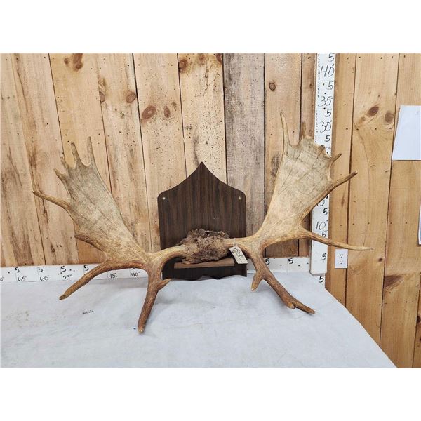 Set Of 46" Wide Moose Antlers On Skull Plate