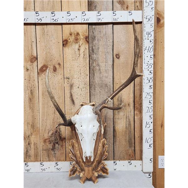 Freak Elk Antlers On Skull