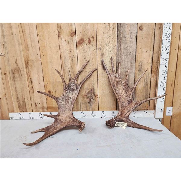 23.5 Lbs Set Of Moose Shed Antlers