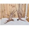 Image 1 : 23.5 Lbs Set Of Moose Shed Antlers