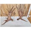 Image 2 : 23.5 Lbs Set Of Moose Shed Antlers