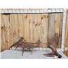 Image 3 : 23.5 Lbs Set Of Moose Shed Antlers