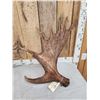 Image 4 : 23.5 Lbs Set Of Moose Shed Antlers