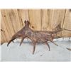 Image 5 : 23.5 Lbs Set Of Moose Shed Antlers