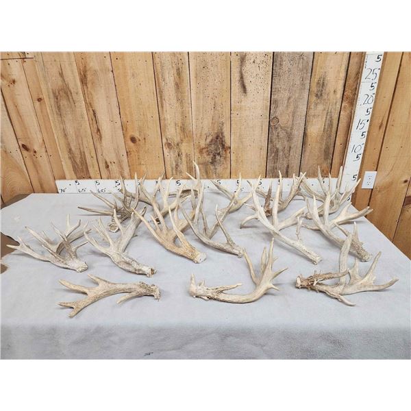 22.5 Lbs Of Whitetail Antlers