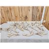 Image 1 : 22.5 Lbs Of Whitetail Antlers