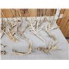 Image 3 : 22.5 Lbs Of Whitetail Antlers