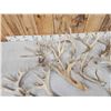 Image 4 : 22.5 Lbs Of Whitetail Antlers