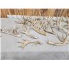Image 5 : 22.5 Lbs Of Whitetail Antlers