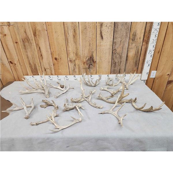 15.8 Lbs Of Whitetail Antlers