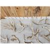 Image 4 : 15.8 Lbs Of Whitetail Antlers