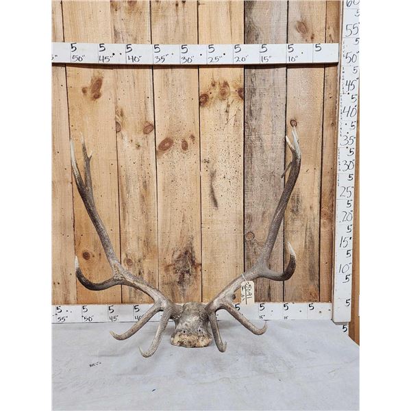 6x6 Elk Antlers On Skull Plate