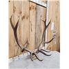 Image 2 : 6x6 Elk Antlers On Skull Plate