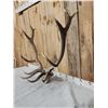 Image 3 : 6x6 Elk Antlers On Skull Plate